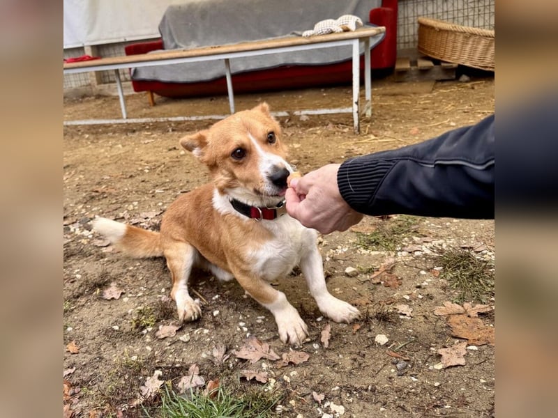 Cody Corgimischling Rüde ca. 4,5 Jahre alt in Ungarn