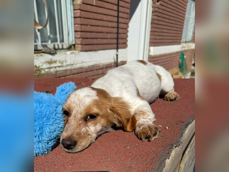 Mia Kokonimix Hündin ca. 4 Monate alt in Griechenland