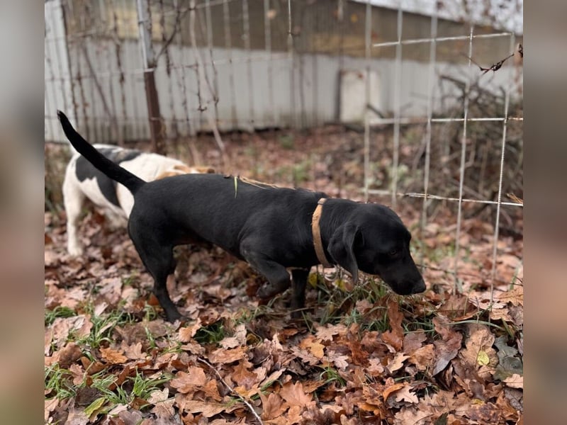 Toto Dackelmix Rüde Ca. 3 Jahre alt in Ungarn