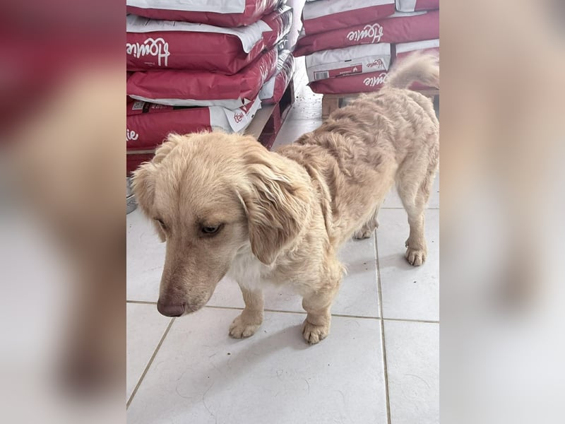 Wilma Kokonimischling Hündin ca. 1 Jahr alt in Griechenland