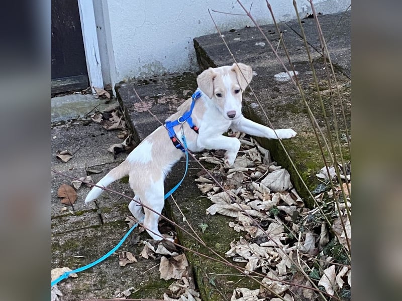 Rea Mischlingshündin ca. 6 Monate alt in 72667 Schlaitdorf