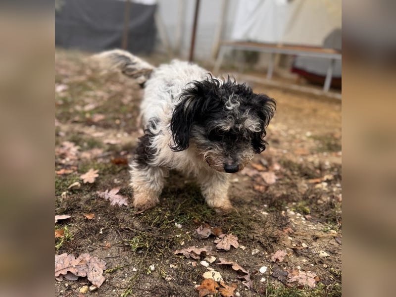 Füge kleiner Mischlingsrüde ca. 1 Jahr alt in Ungarn