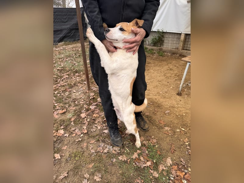 Dante Mischlingsrüde ca. 6 Monate alt in Ungarn