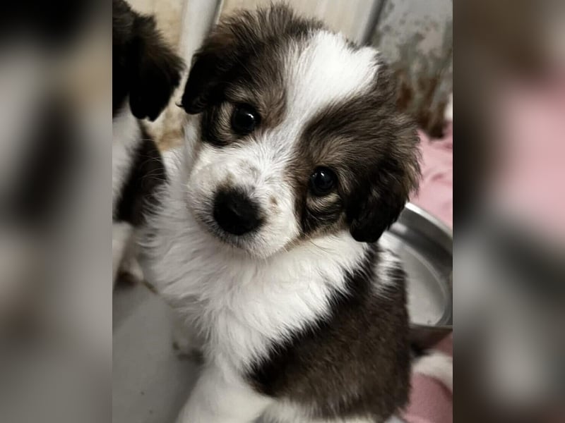 Pippa Mischlingshündin 2 Monate alt in Griechenland
