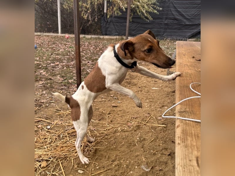 Alize Foxterriermischling Hündin ca. 3 Jahre alt in Ungarn