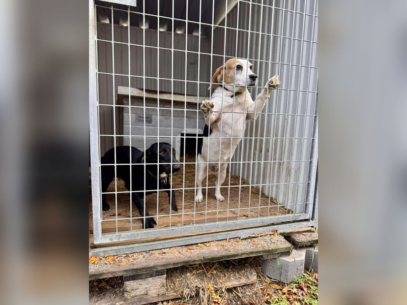 Toto Dackelmix Rüde Ca. 3 Jahre alt in Ungarn