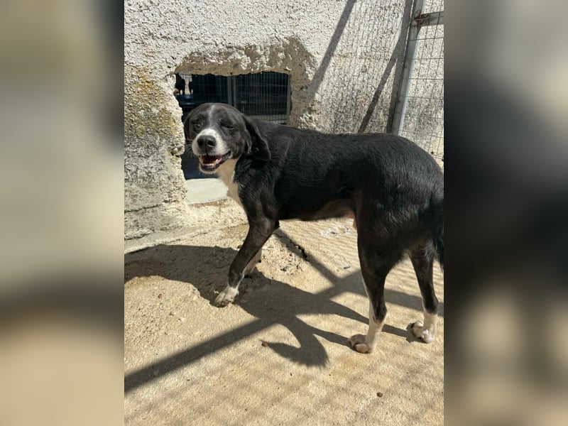 Pirat lieber Mischlingsrüde ca. 9,5 Jahre alt in Griechenland