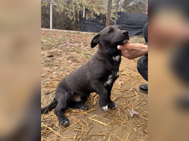 Banderas Mischlingsrüde ca. 6,5 Monate alt in Ungarn