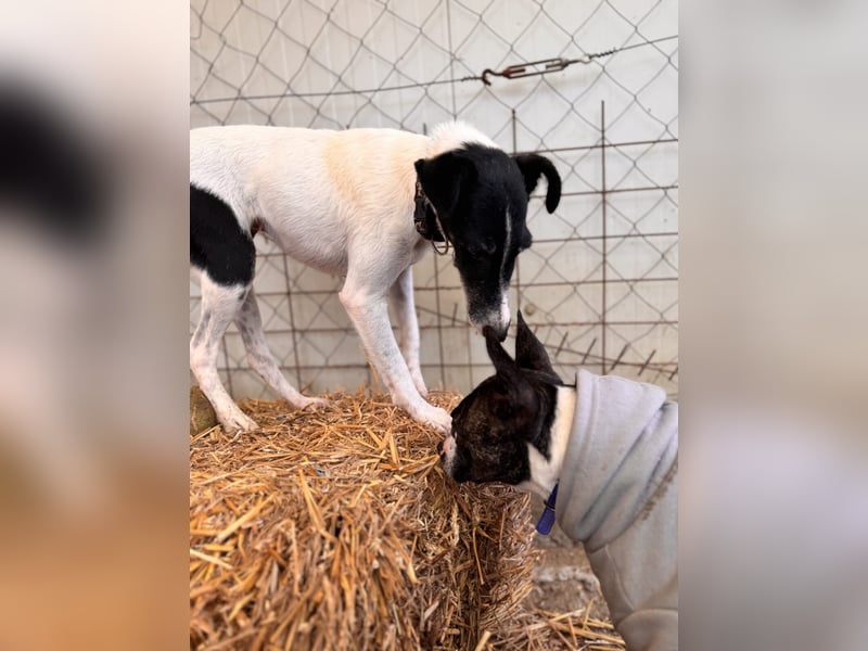 Penelope Foxterriermischling Hündin ca. 7 Jahre alt in 45481 Mühlheim
