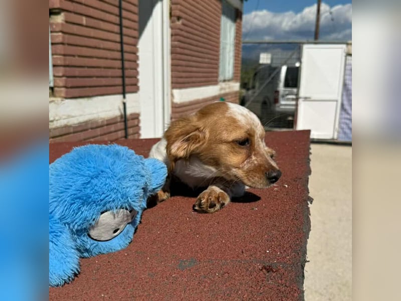 Mia Kokonimix Hündin ca. 4 Monate alt in Griechenland