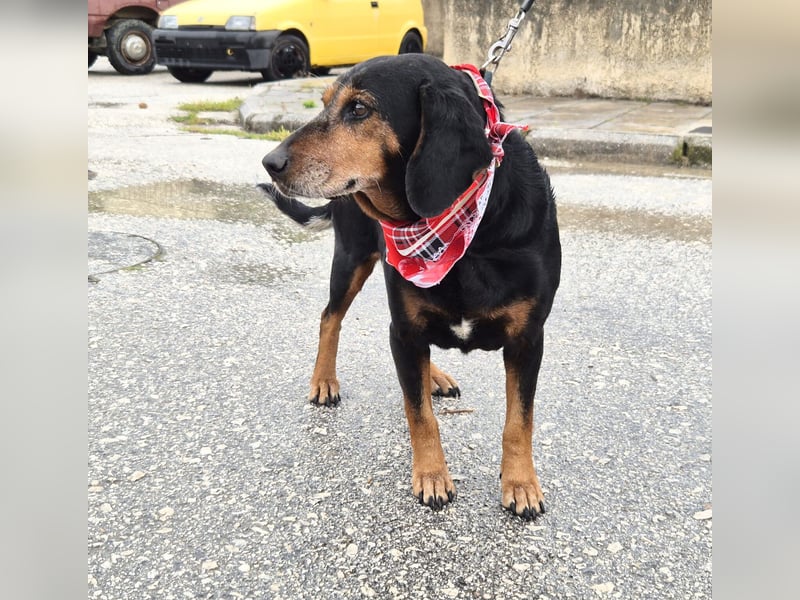 Trudi Mischlingshündin ca. 10 Jahre alt in Griechenland