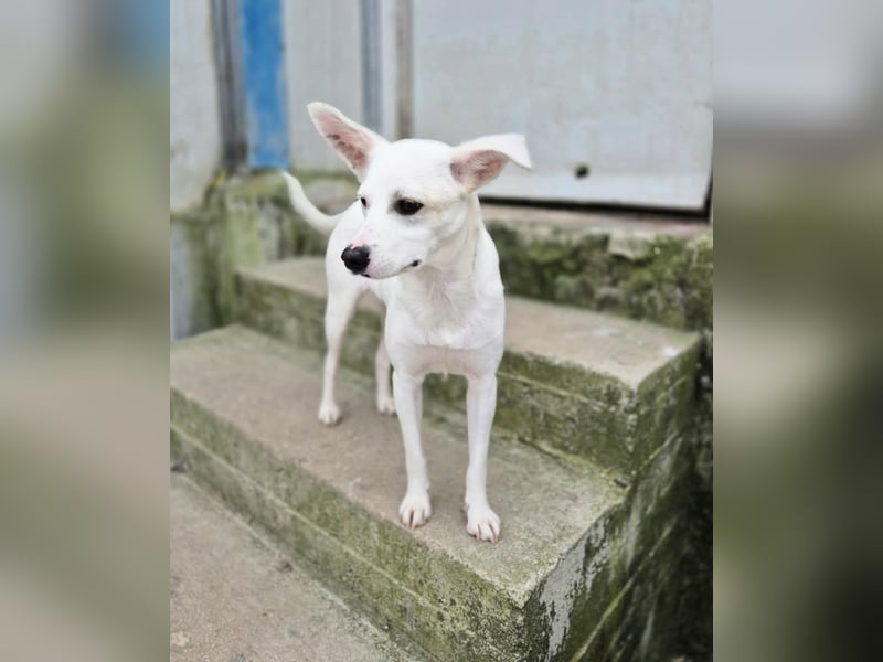 Bianca Mischlingshündin ca. 2 Jahre alt in Griechenland