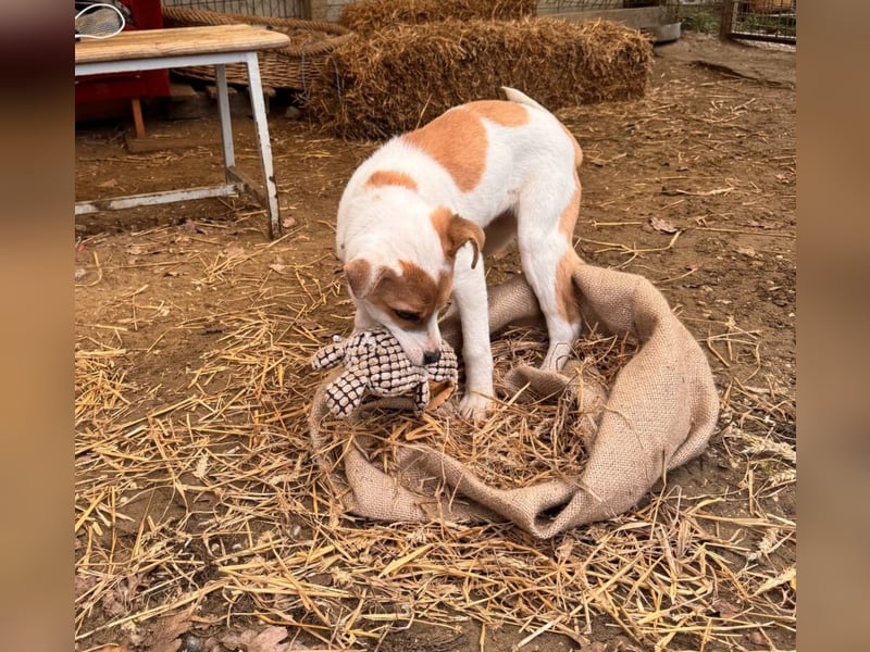 Dante Mischlingsrüde ca. 6 Monate alt in Ungarn