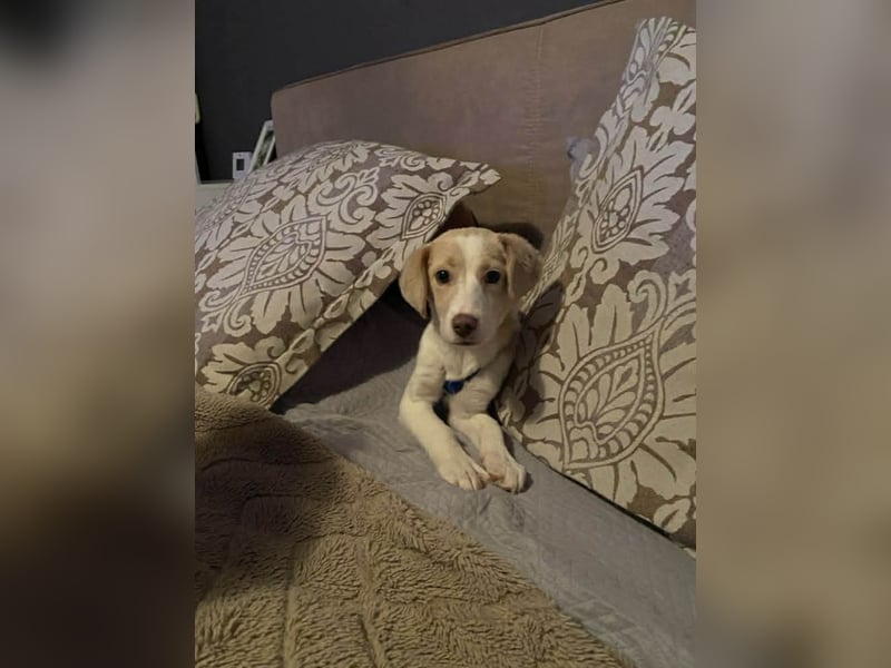 Rea Mischlingshündin ca. 6 Monate alt in 72667 Schlaitdorf