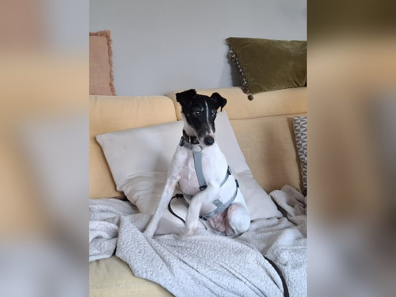 Penelope Foxterriermischling Hündin ca. 7 Jahre alt in 45481 Mühlheim