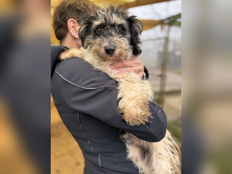 Füge kleiner Mischlingsrüde ca. 1 Jahr alt in Ungarn