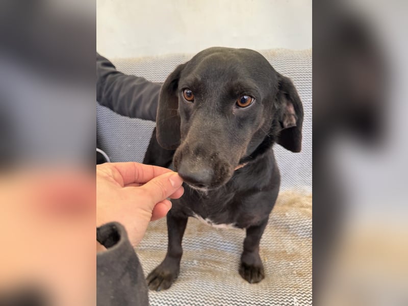 Toto Dackelmix Rüde Ca. 3 Jahre alt in Ungarn