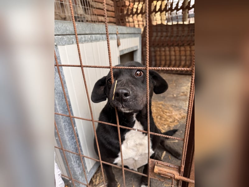 Dolly Mischlingshündin ca. 4,5 Jahre alt in Ungarn