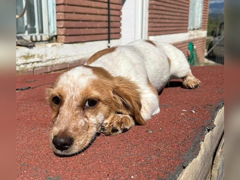 Mia Kokonimix Hündin ca. 4 Monate alt in Griechenland