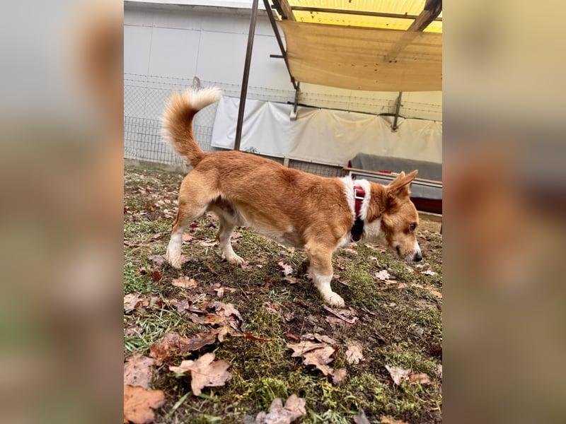 Cody Corgimischling Rüde ca. 4,5 Jahre alt in Ungarn
