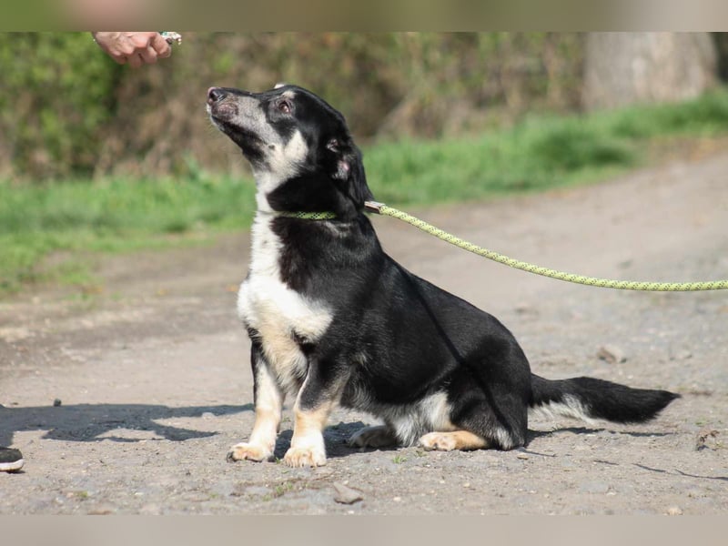 Tico kleiner Mischlingsrüde ca. 2,5 Jahre alt in Ungarn