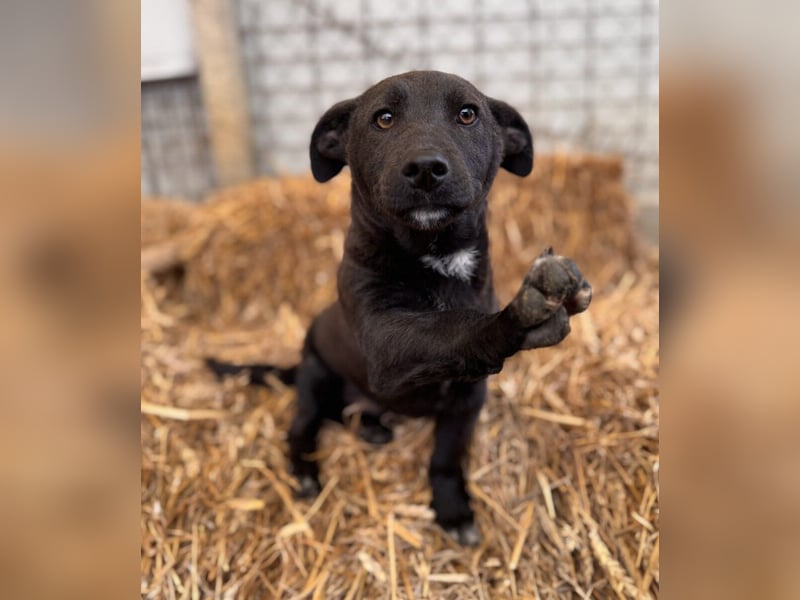 Banderas Mischlingsrüde ca. 6,5 Monate alt in Ungarn