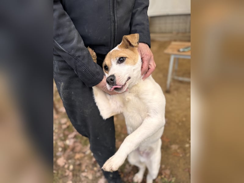 Dante Mischlingsrüde ca. 6 Monate alt in Ungarn