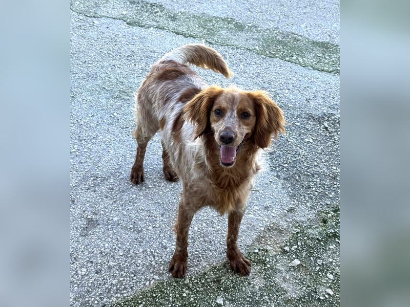 Hilde Mischlingshündin ca. 3 Jahre alt in 74831 Gundelsheim