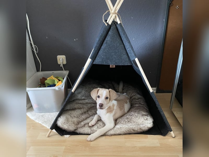 Rea Mischlingshündin ca. 6 Monate alt in 72667 Schlaitdorf