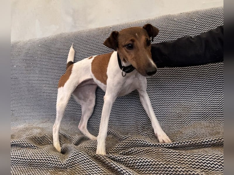 Alize Foxterriermischling Hündin ca. 3 Jahre alt in Ungarn