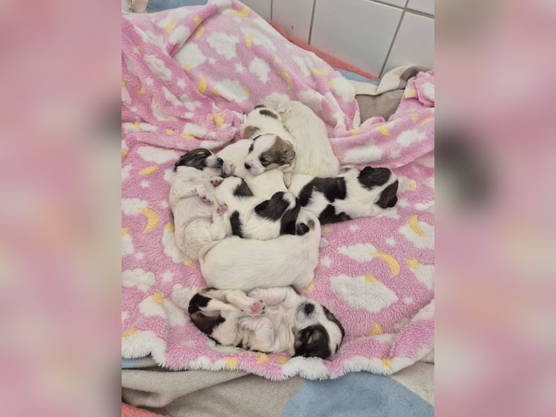 Pippa Mischlingshündin 2 Monate alt in Griechenland