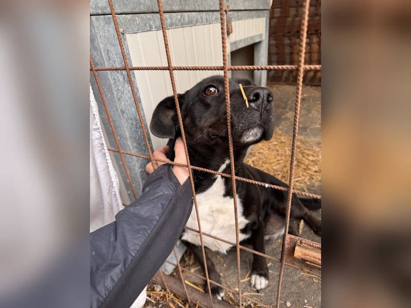 Dolly Mischlingshündin ca. 4,5 Jahre alt in Ungarn