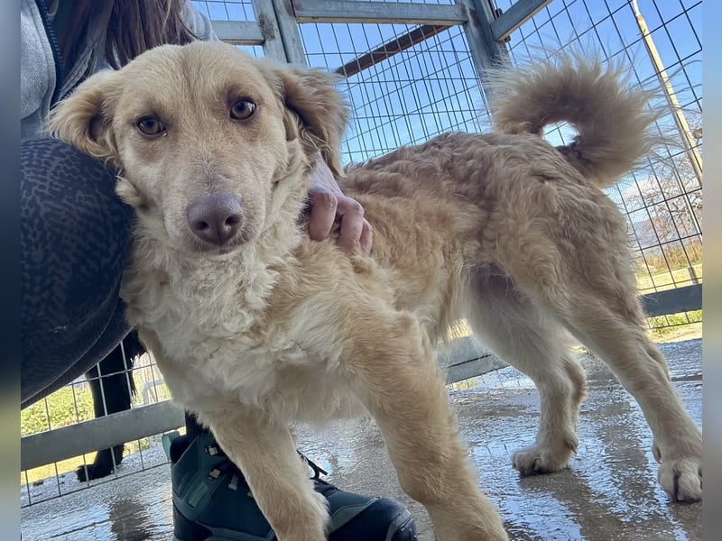 Wilma Kokonimischling Hündin ca. 1 Jahr alt in Griechenland
