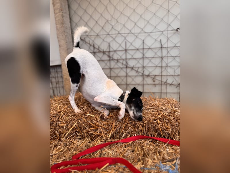 Penelope Foxterriermischling Hündin ca. 7 Jahre alt in 45481 Mühlheim