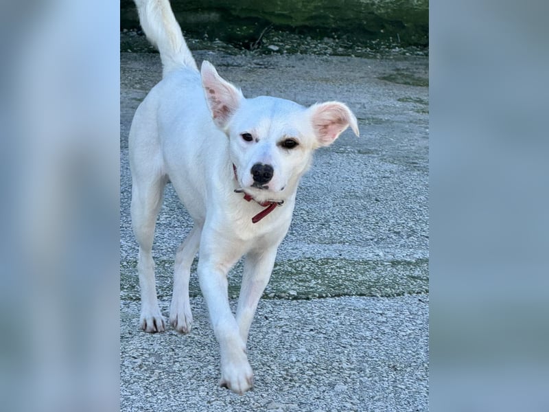 Bianca Mischlingshündin ca. 2 Jahre alt in Griechenland