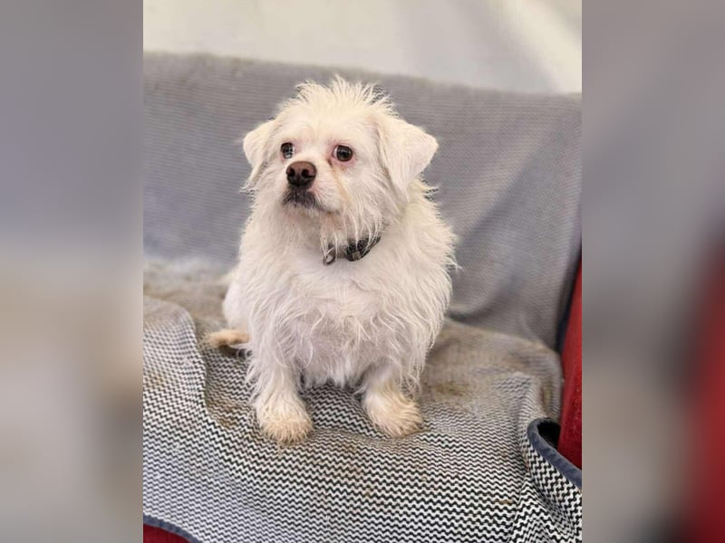 Susy kleine Mischlingshündin ca. 4 - 6 Jahre alt in 97318 Kitzingen