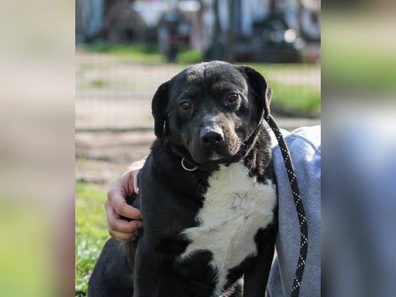 Dolly Mischlingshündin ca. 4,5 Jahre alt in Ungarn