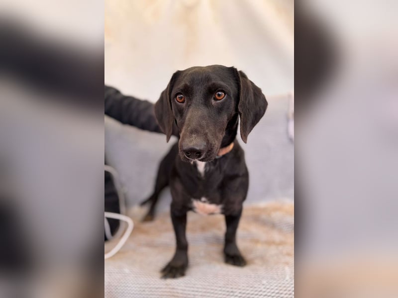 Toto Dackelmix Rüde Ca. 3 Jahre alt in Ungarn