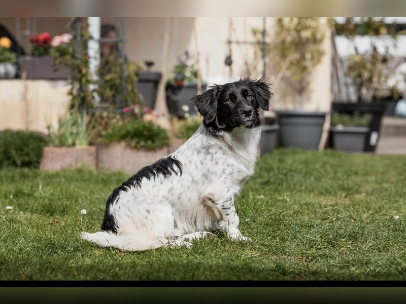 Anton Kokonimix Rüde ca. 8 Monate alt in 41751 Viersen