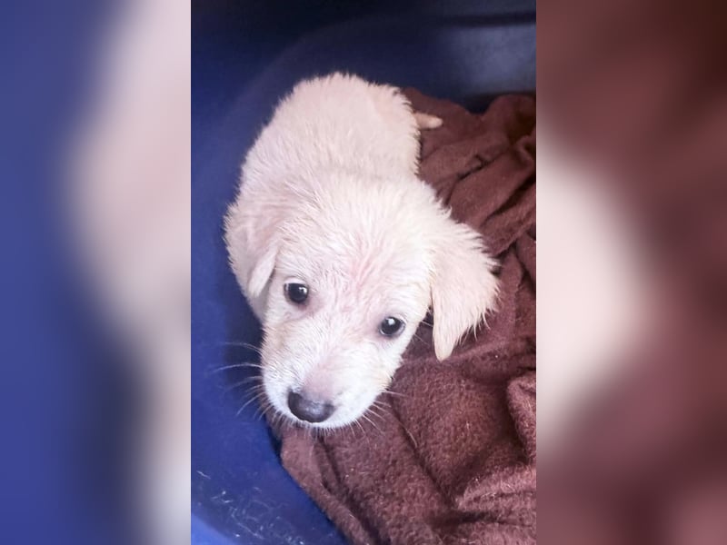 Nala Mischlingshündin ca. 2,5 Monate alt in Griechenland