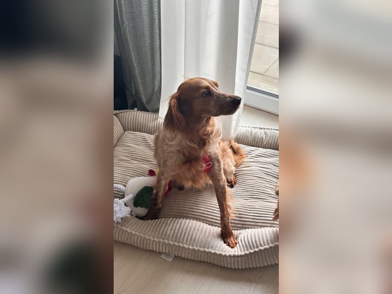 Hilde Mischlingshündin ca. 3 Jahre alt in 74831 Gundelsheim