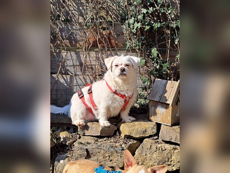 Susy kleine Mischlingshündin ca. 4 - 6 Jahre alt in 97318 Kitzingen