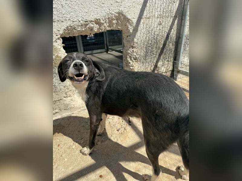 Pirat lieber Mischlingsrüde ca. 9,5 Jahre alt in Griechenland