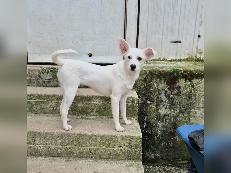 Bianca Mischlingshündin ca. 2 Jahre alt in Griechenland