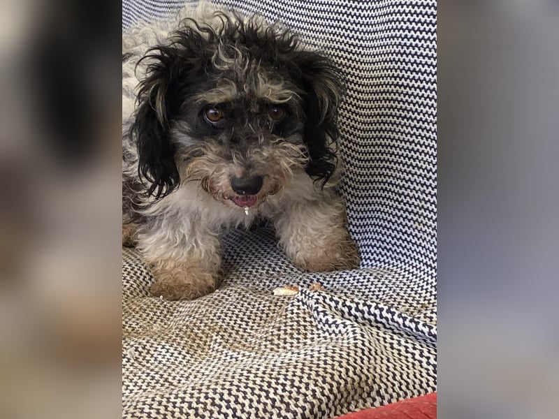 Füge kleiner Mischlingsrüde ca. 1 Jahr alt in Ungarn