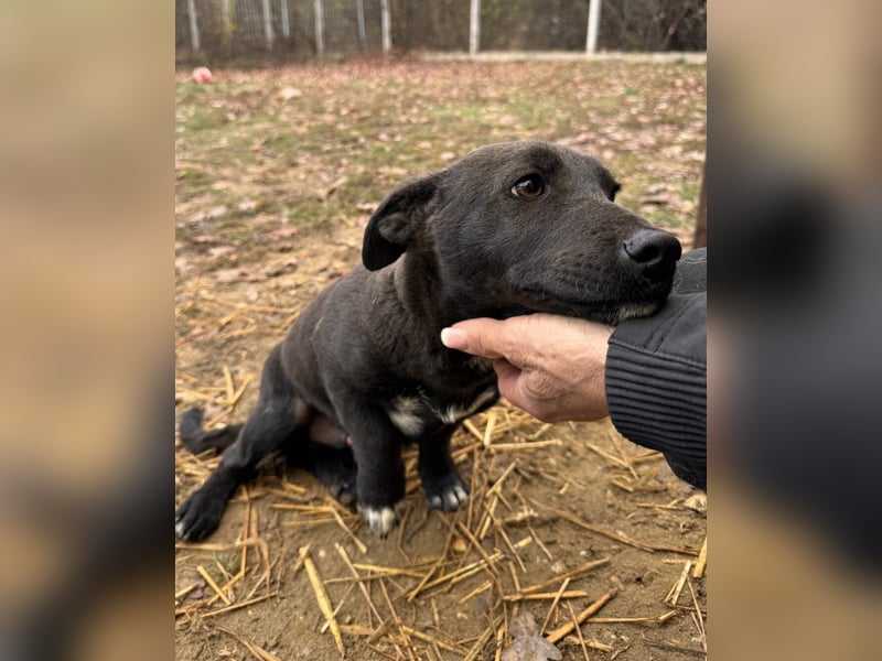 Banderas Mischlingsrüde ca. 6,5 Monate alt in Ungarn