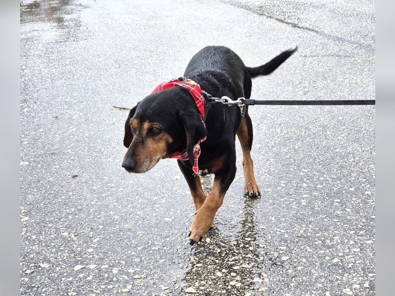 Trudi Mischlingshündin ca. 10 Jahre alt in Griechenland