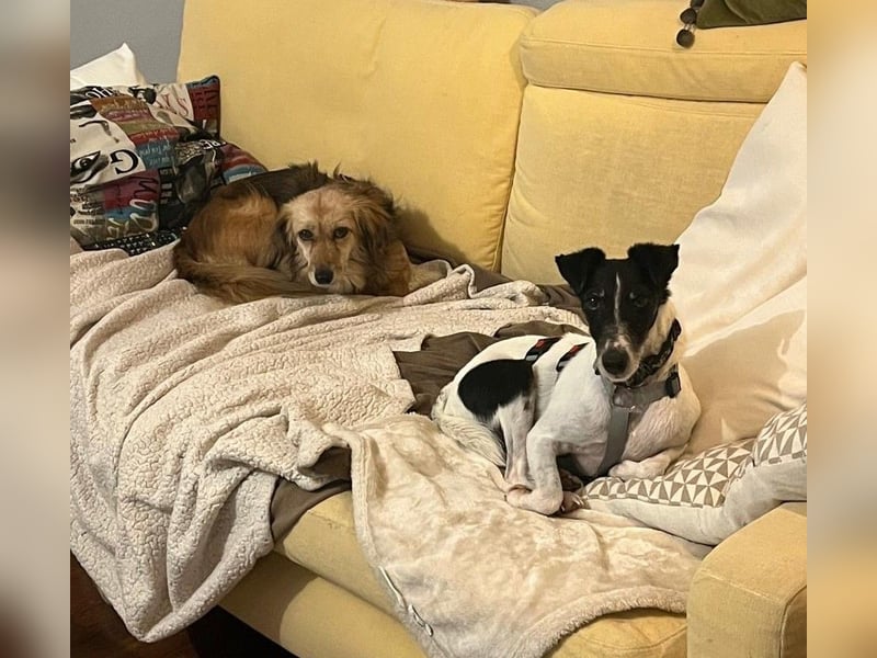 Penelope Foxterriermischling Hündin ca. 7 Jahre alt in 45481 Mühlheim