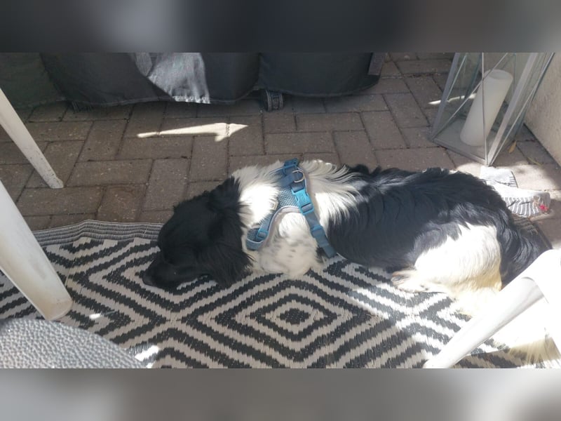 Anton Kokonimix Rüde ca. 8 Monate alt in 41751 Viersen