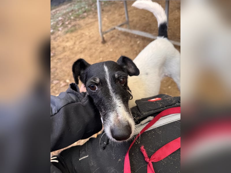 Penelope Foxterriermischling Hündin ca. 7 Jahre alt in 45481 Mühlheim